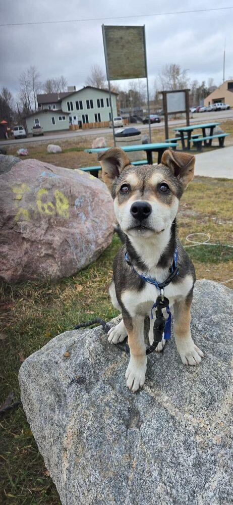 Brownie, Adoptable, Puppy Female Husky & Mixed Breed.