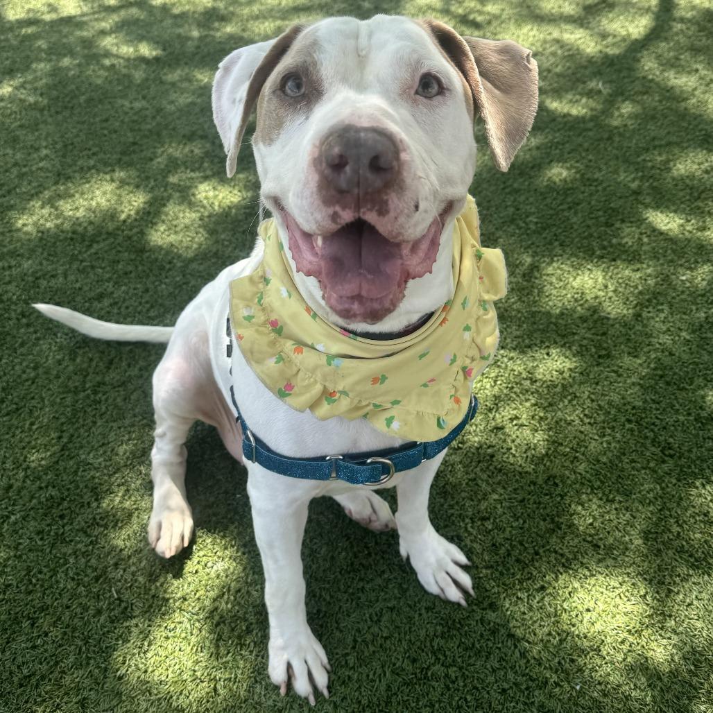 Enlarge Bella, a Adoptable mixed breed in Indianapolis, IN image 1/6