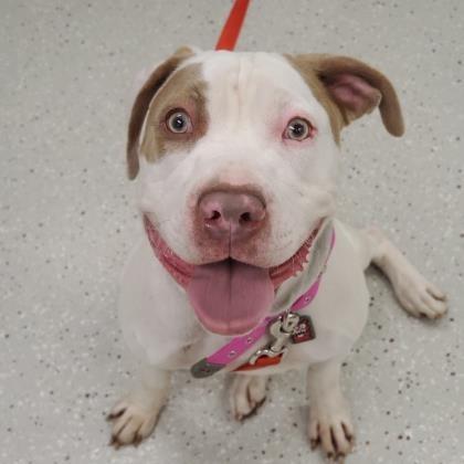 Bella, Adoptable, Senior Female Mixed Breed.