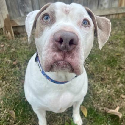 Bella, a Adoptable mixed breed in Indianapolis, IN image 2/6