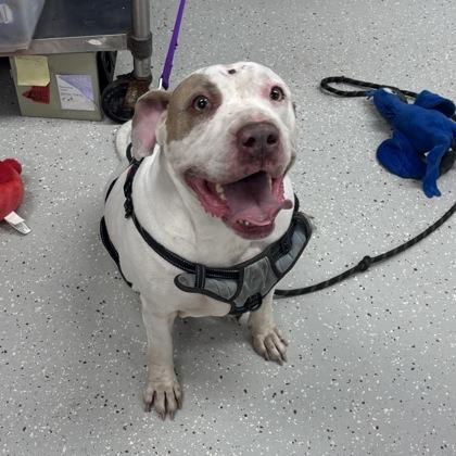 Bella, a Adoptable mixed breed in Indianapolis, IN image 3/6