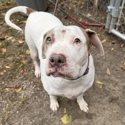 Bella, a Adoptable mixed breed in Indianapolis, IN image 4/6