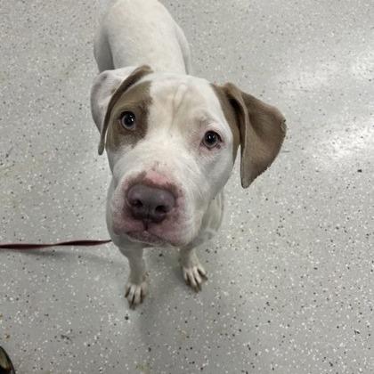 Bella, a Adoptable mixed breed in Indianapolis, IN image 5/6