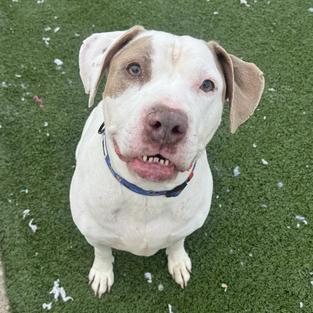 Bella, a Adoptable mixed breed in Indianapolis, IN image 6/6