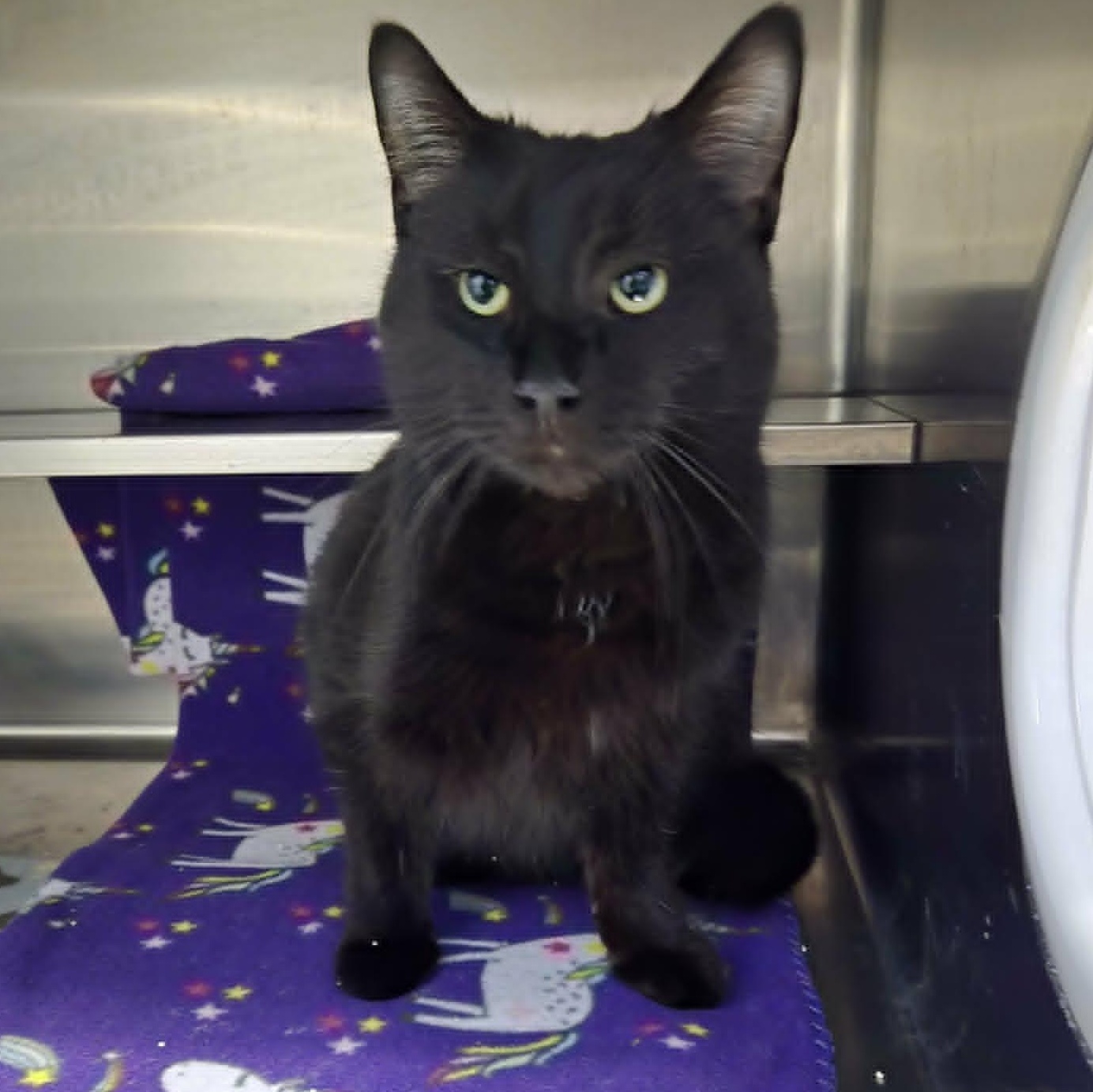 Delmar, an adopted Domestic Short Hair in Watertown, WI image 3/3