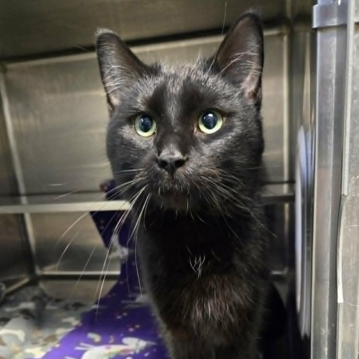 Delmar, adopted, Young Male Domestic Short Hair.