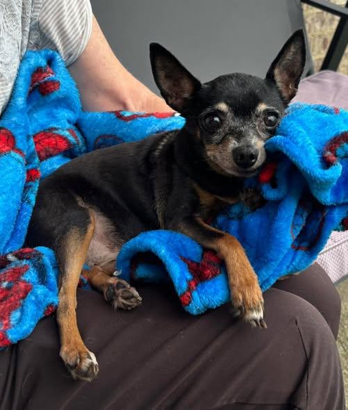 Hazel, adopted, Senior Female Chihuahua.