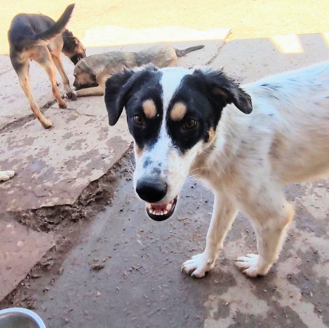 Enlarge LEONARDO, a Adoptable mixed breed in Pena Blanca, NM image 1/6