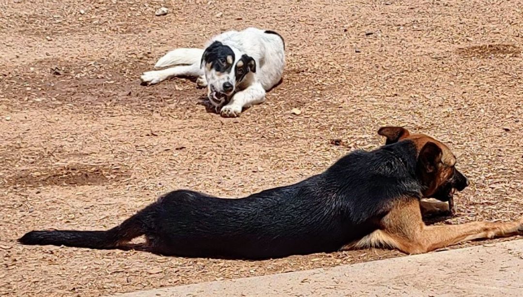 Enlarge LEONARDO, a Adoptable mixed breed in Pena Blanca, NM image 3/6