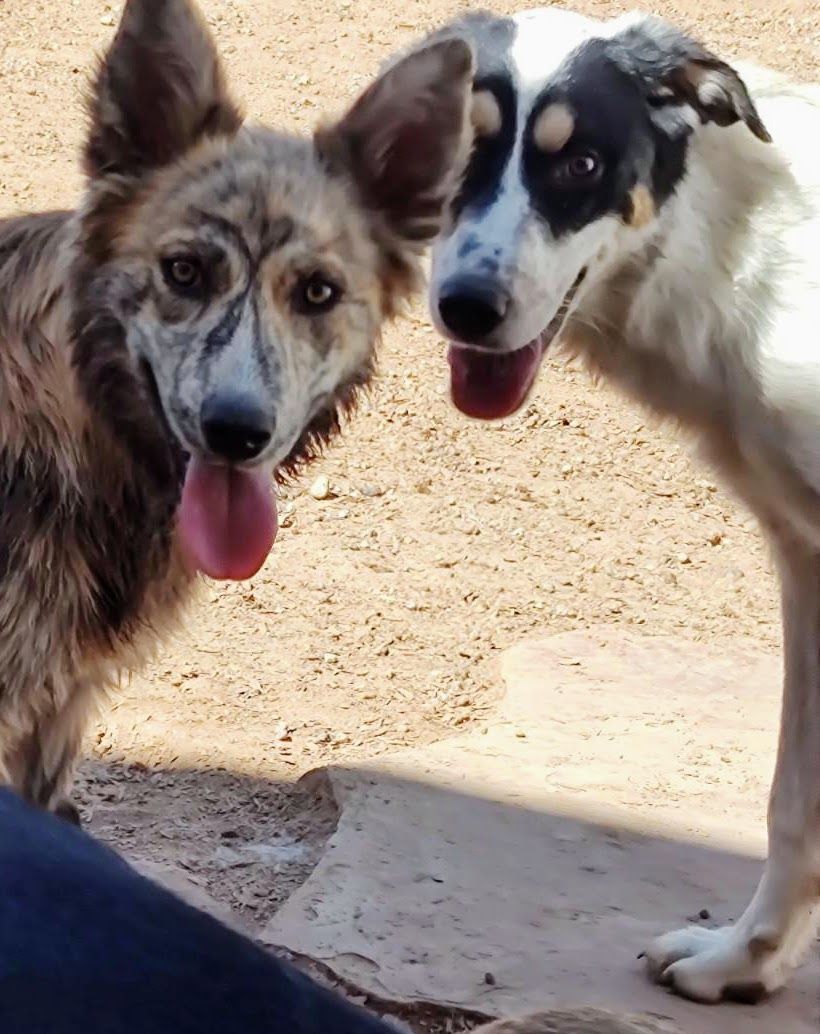 Enlarge LEONARDO, a Adoptable mixed breed in Pena Blanca, NM image 4/6