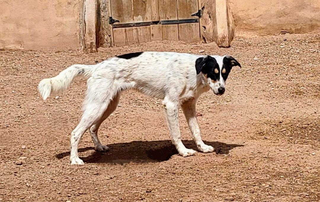 Enlarge LEONARDO, a Adoptable mixed breed in Pena Blanca, NM image 5/6