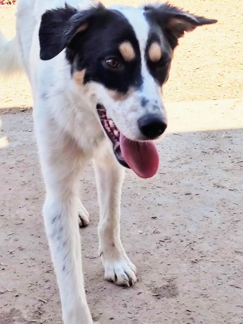 Enlarge LEONARDO, a Adoptable mixed breed in Pena Blanca, NM image 6/6