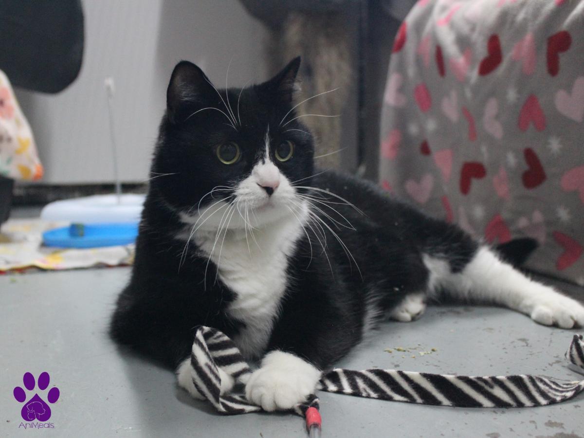 Tuxter, Adult Male unknown