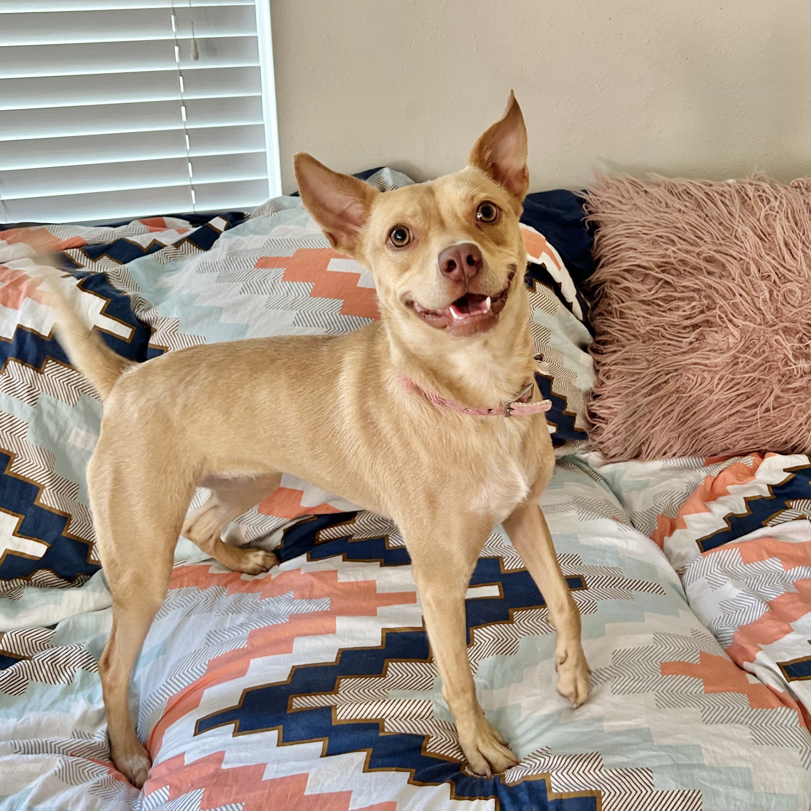 Lizotte WA13110-T, a Adoptable mixed breed in Bellevue, WA image 2/6