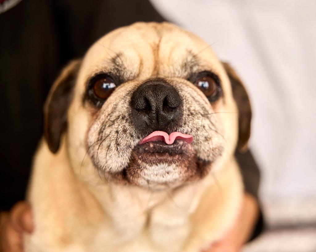Enlarge Mocho, a Adoptable Pug in Gardena, CA image 1/6