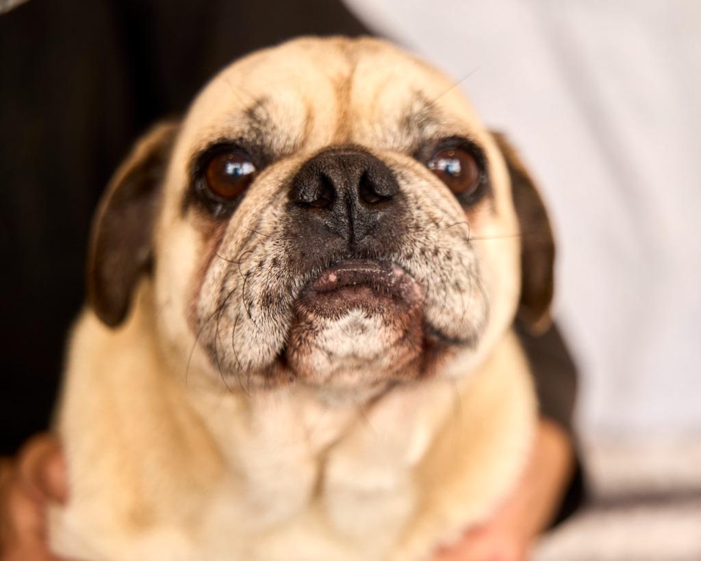 Enlarge Mocho, a Adoptable Pug in Gardena, CA image 2/6