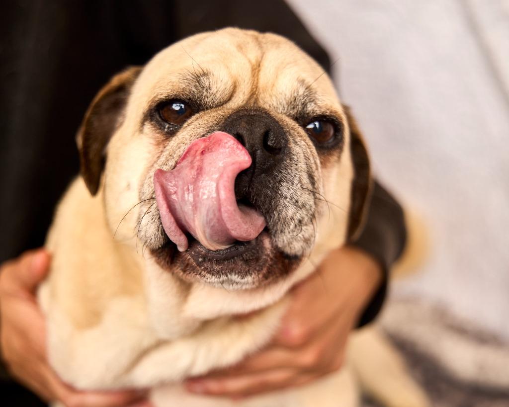 Enlarge Mocho, a Adoptable Pug in Gardena, CA image 3/6