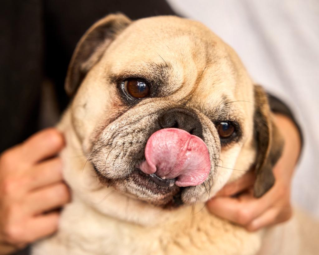 Enlarge Mocho, a Adoptable Pug in Gardena, CA image 4/6