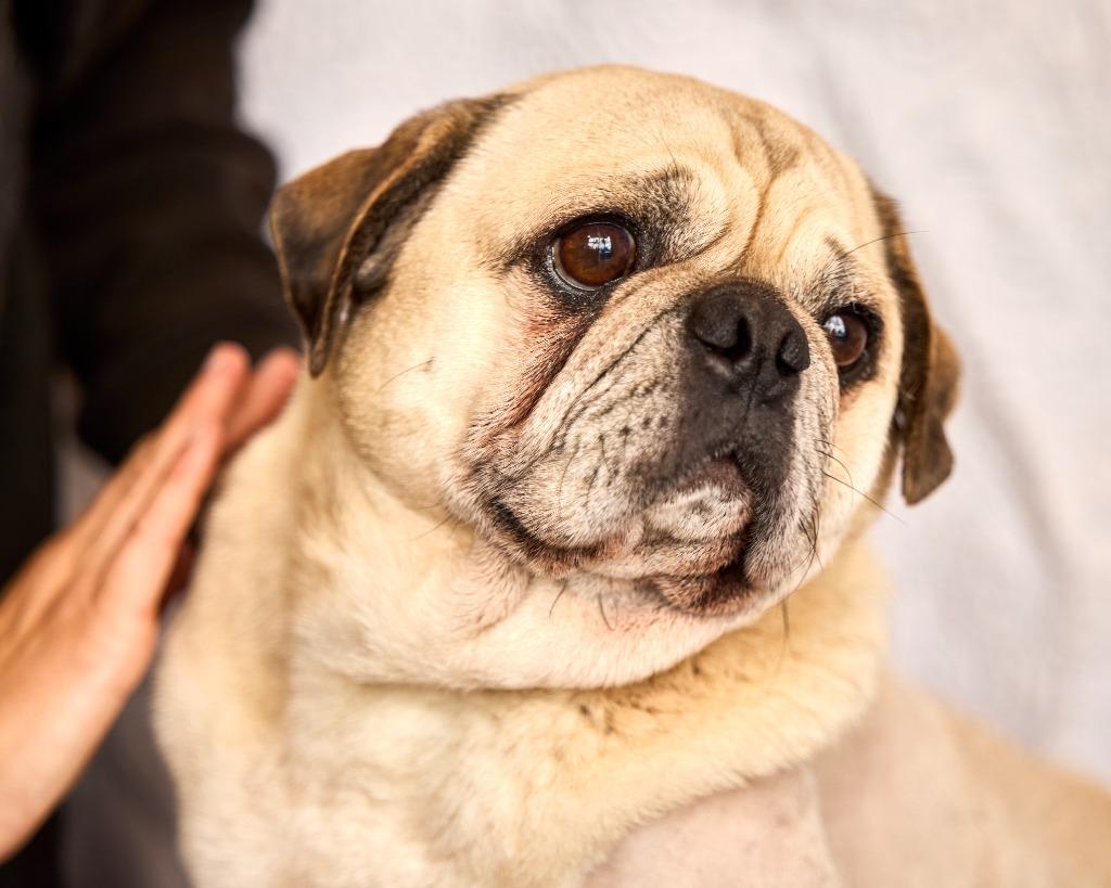 Enlarge Mocho, a Adoptable Pug in Gardena, CA image 5/6