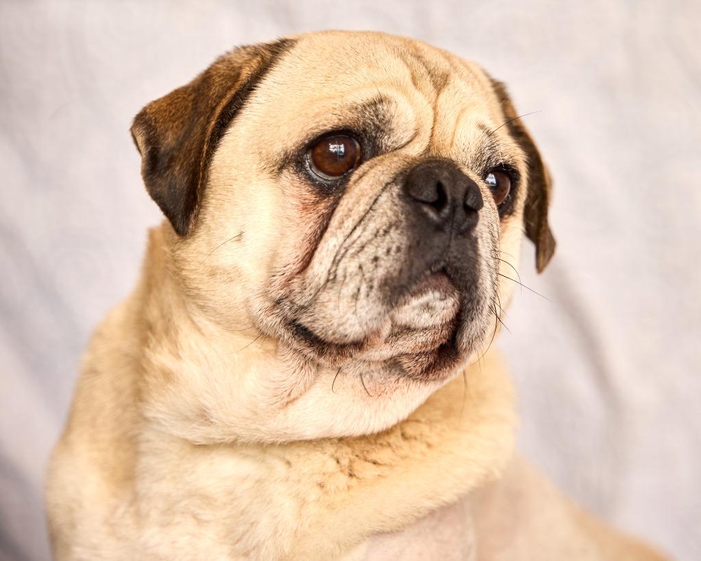 Enlarge Mocho, a Adoptable Pug in Gardena, CA image 6/6