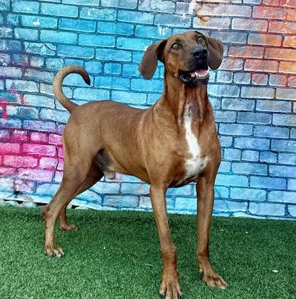 Clark, Adoptable, Adult Male Hound & Mixed Breed.
