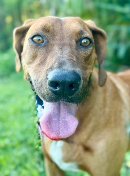 Clark, a Adoptable mixed breed in Port Saint Joe, FL image 2/3