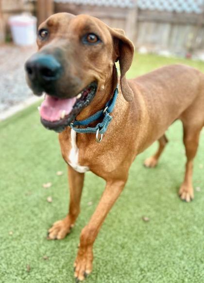 Clark, a Adoptable mixed breed in Port Saint Joe, FL image 2/3