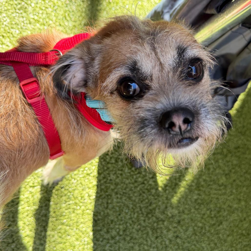 Enlarge Milo, a Adoptable mixed breed in Wantagh, NY image 1/6
