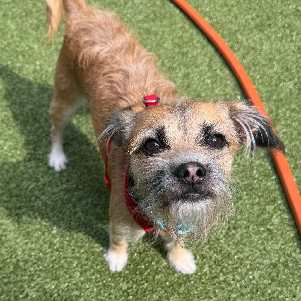 Enlarge Milo, a Adoptable mixed breed in Wantagh, NY image 2/6