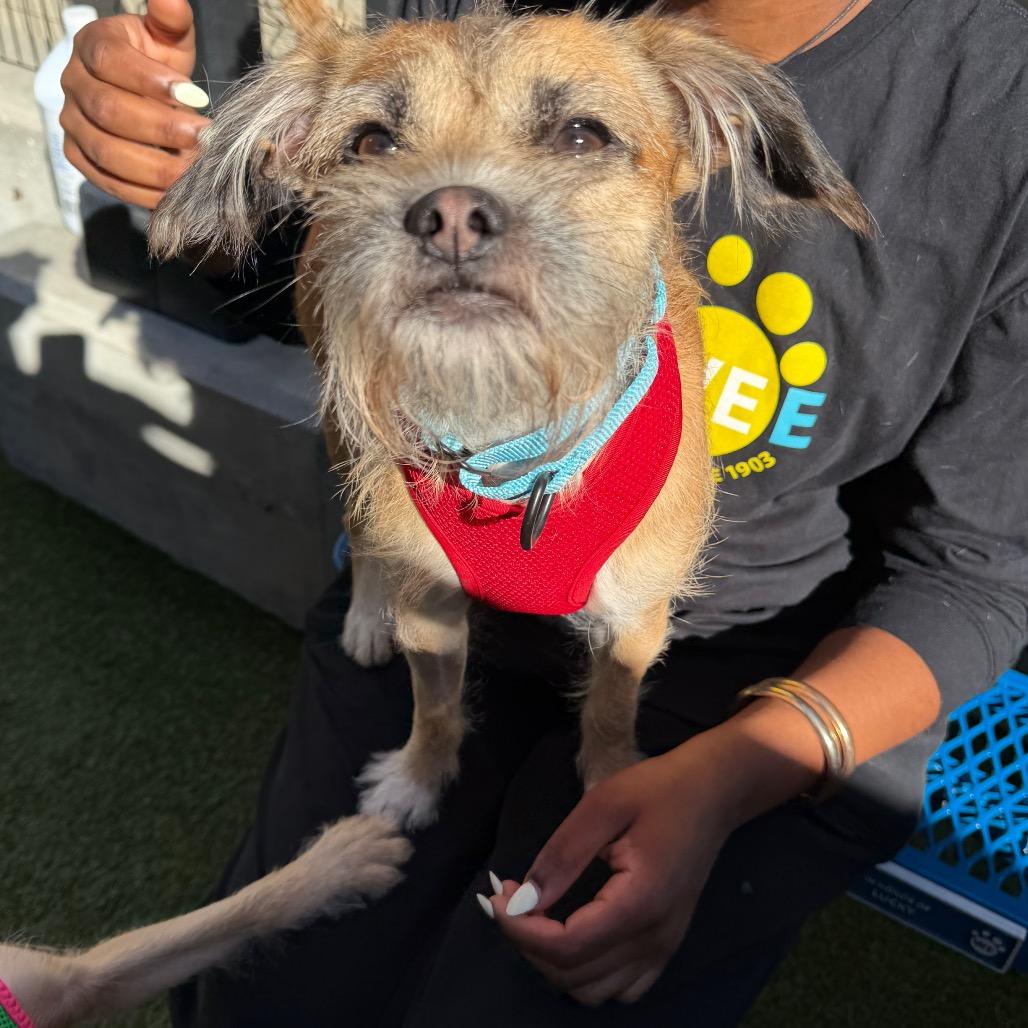 Enlarge Milo, a Adoptable mixed breed in Wantagh, NY image 4/6