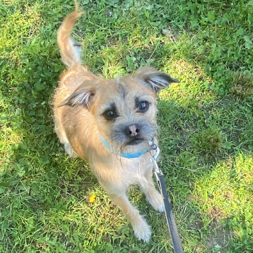 Enlarge Milo, a Adoptable mixed breed in Wantagh, NY image 6/6