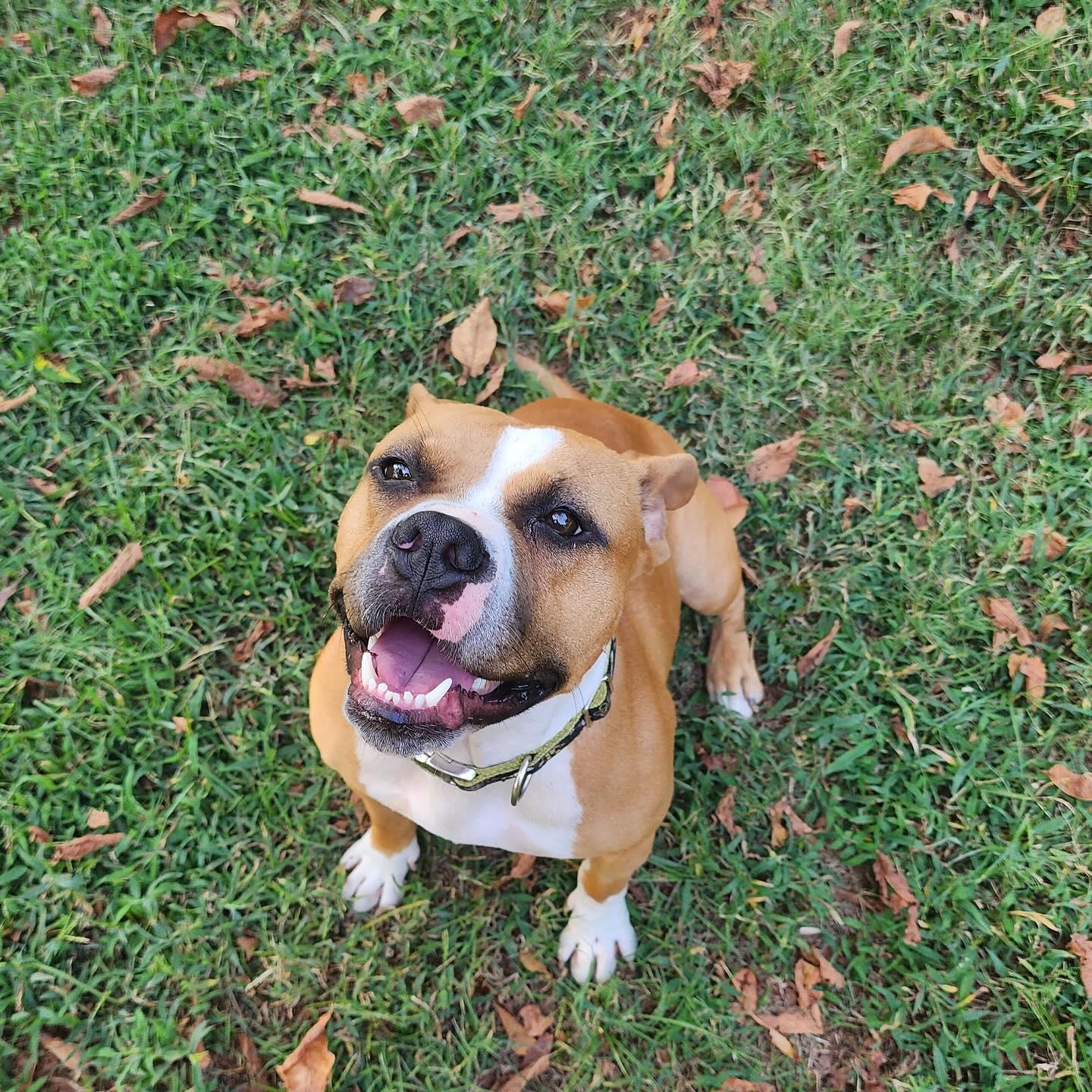 Cleopatra, a Adoptable mixed breed in Memphis, TN image 1/5