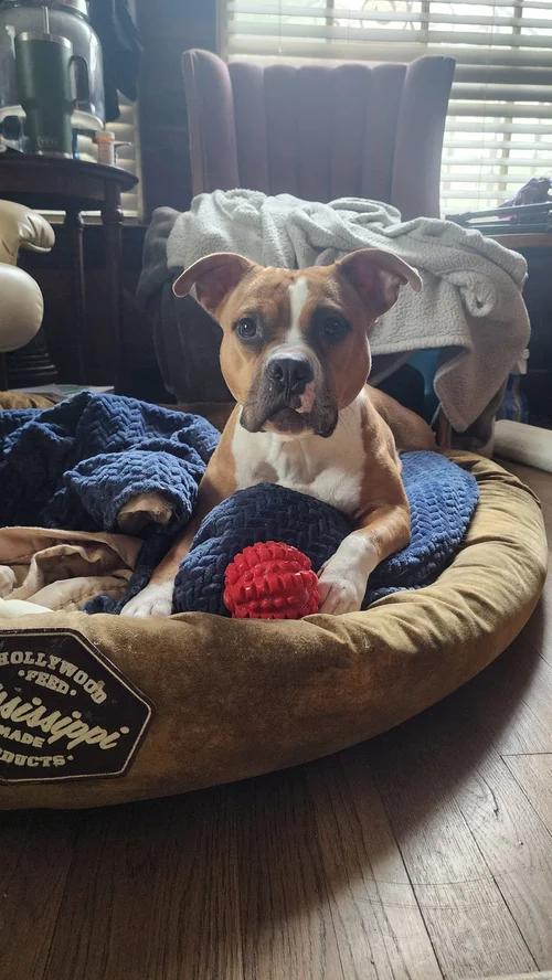 Enlarge Cleopatra, a Adoptable mixed breed in Memphis, TN image 5/6