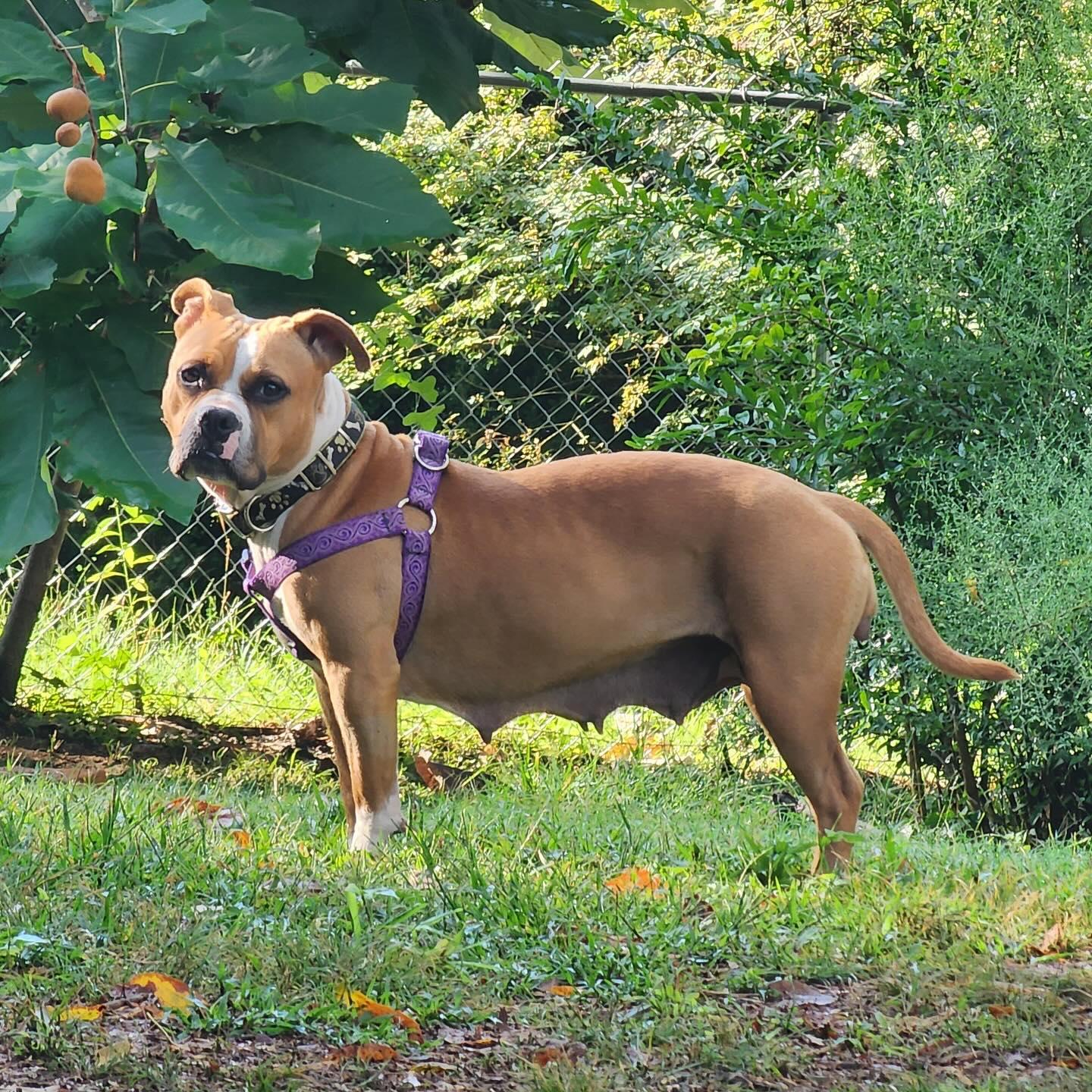 Cleopatra, a Adoptable mixed breed in Memphis, TN image 2/5