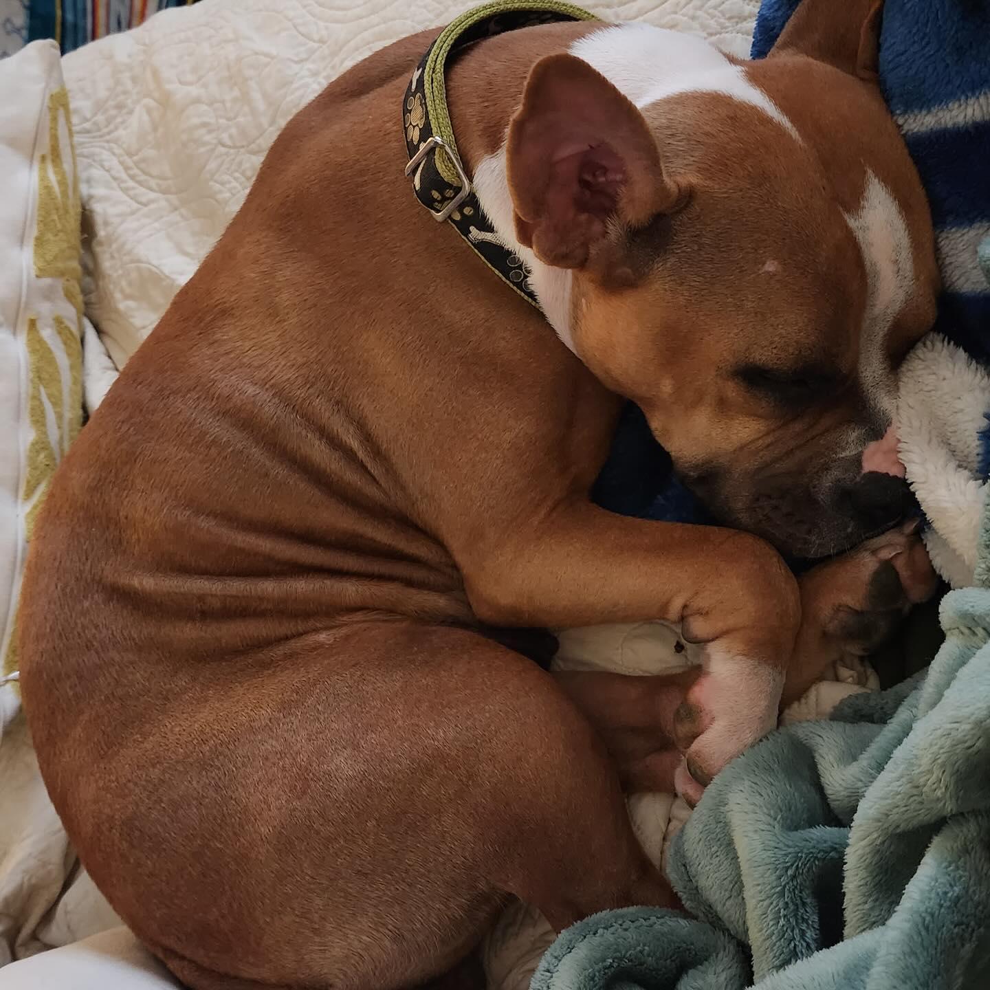 Cleopatra, a Adoptable mixed breed in Memphis, TN image 3/5