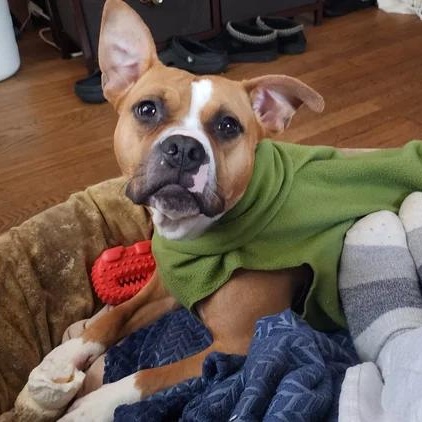 Cleopatra, Adoptable, Young Female Bulldog & Mixed Breed.