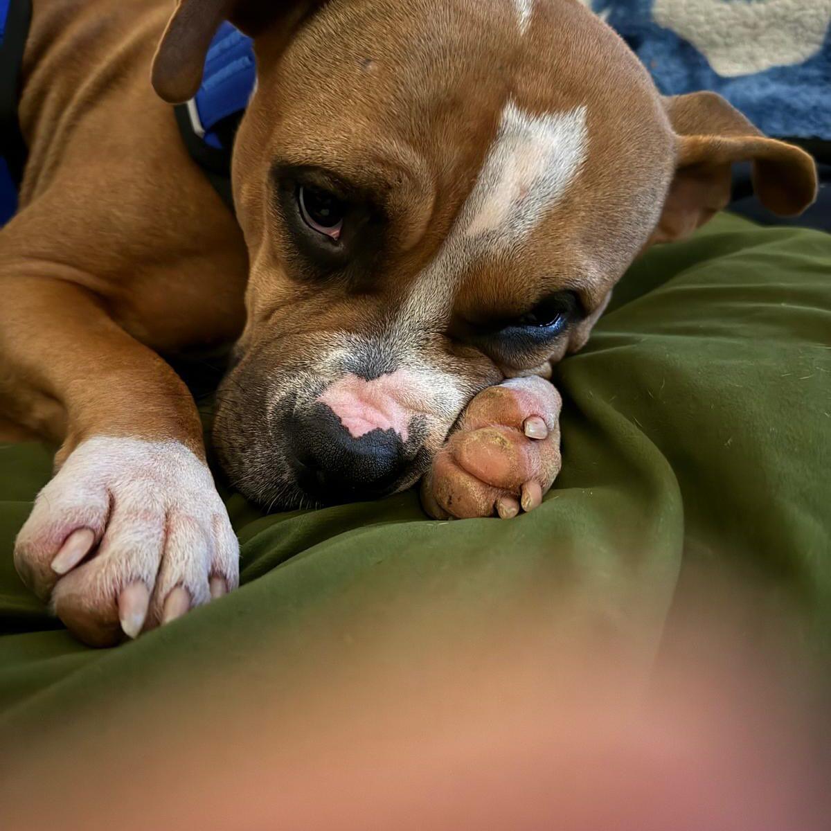 Cleopatra, a Adoptable mixed breed in Memphis, TN image 4/5