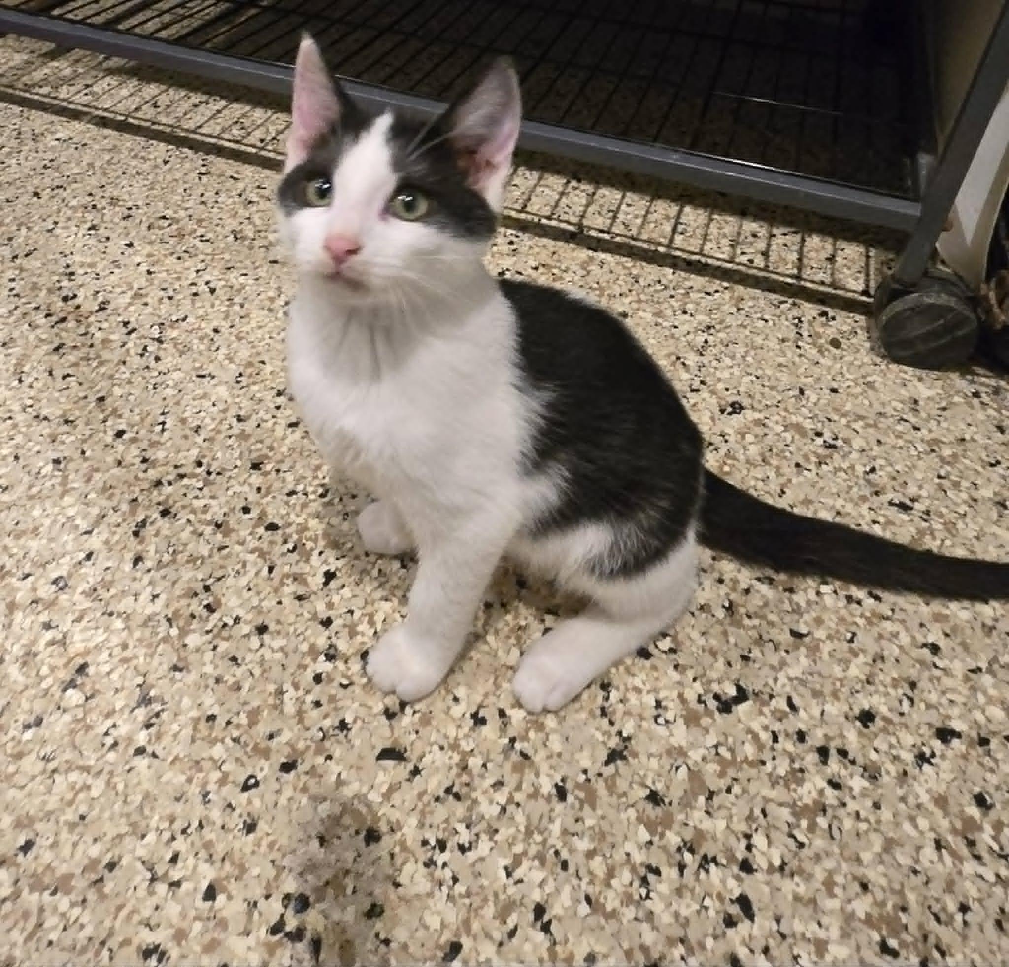 Enlarge Skittles, a Adoptable Domestic Short Hair in Freeport, IL image 1/1