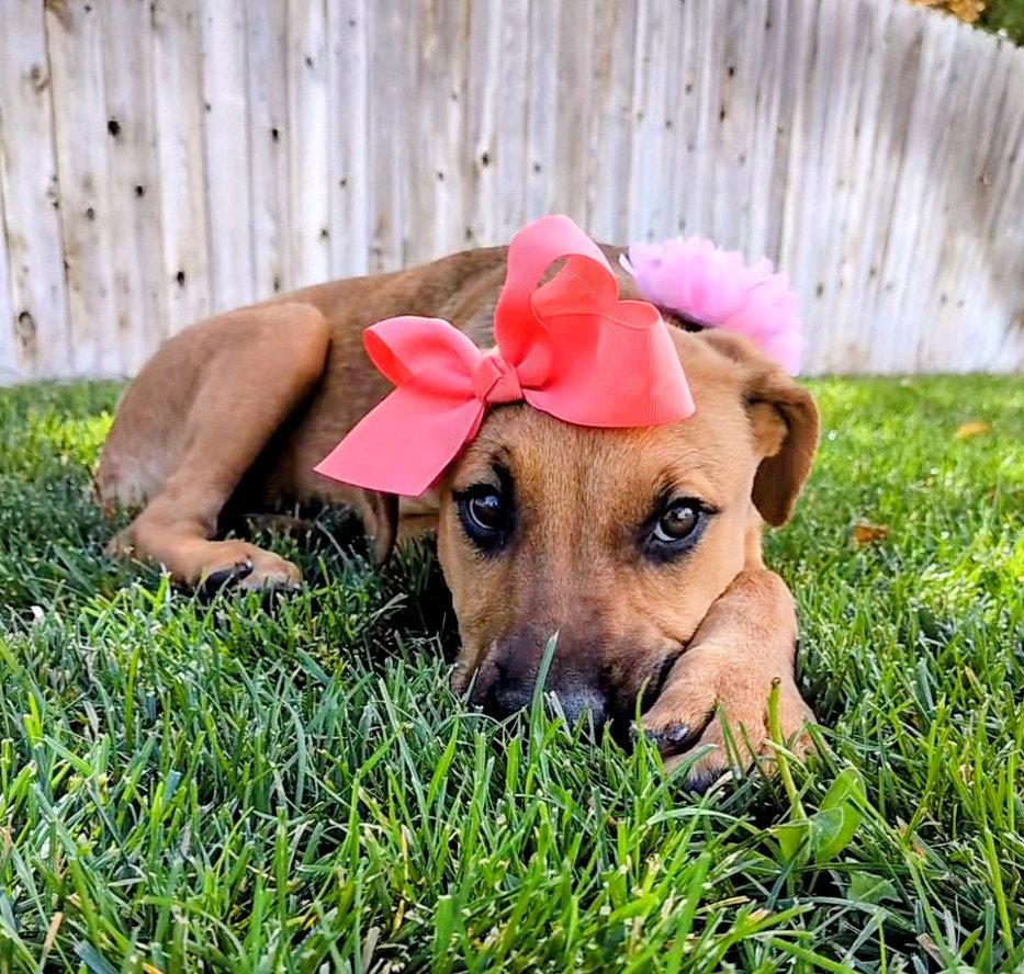 Artie Marie, Adoptable, Young Female Hound & Shepherd.