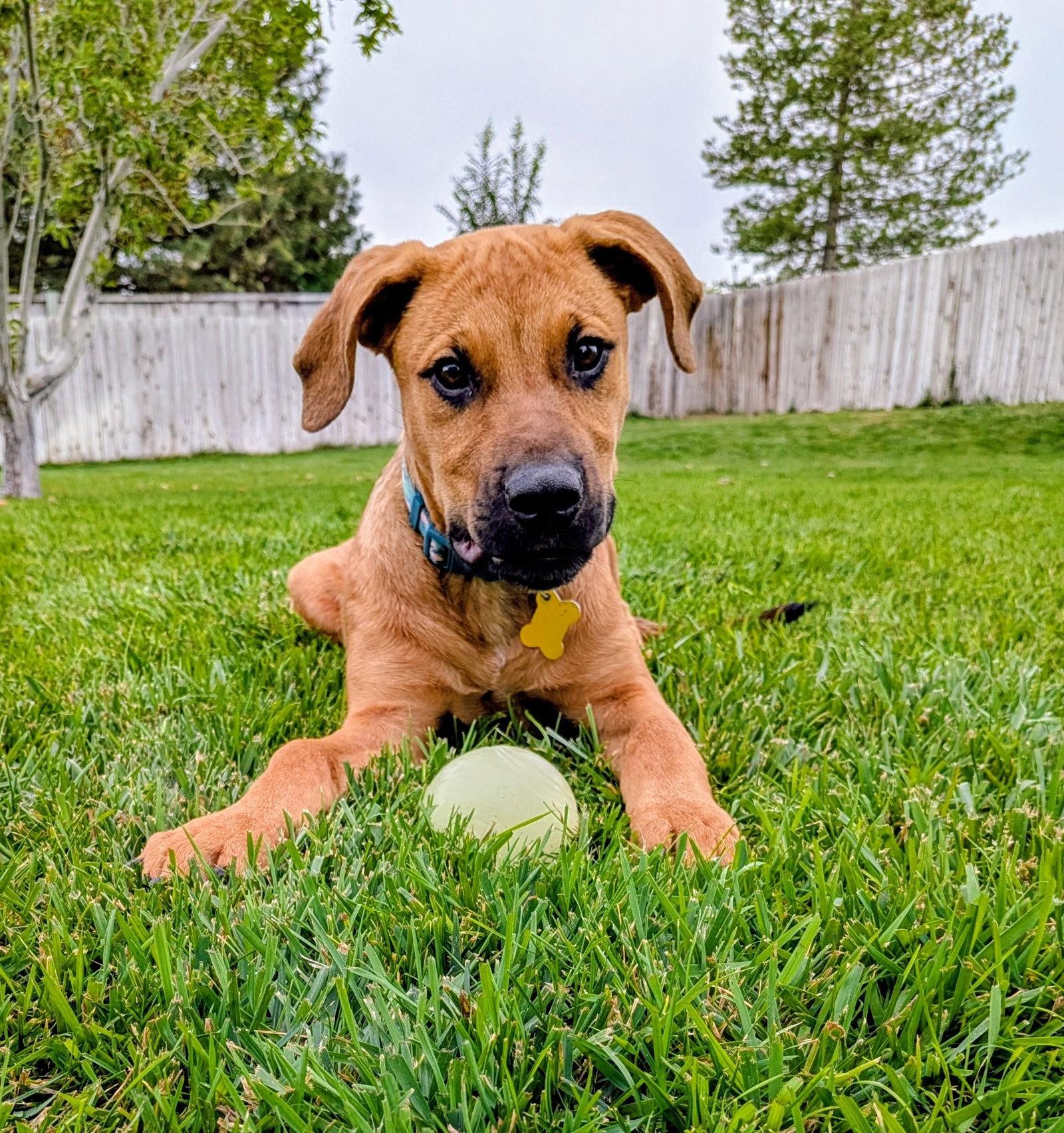Enlarge Artie Marie, a Adoptable mixed breed in Salt Lake City, UT image 2/3