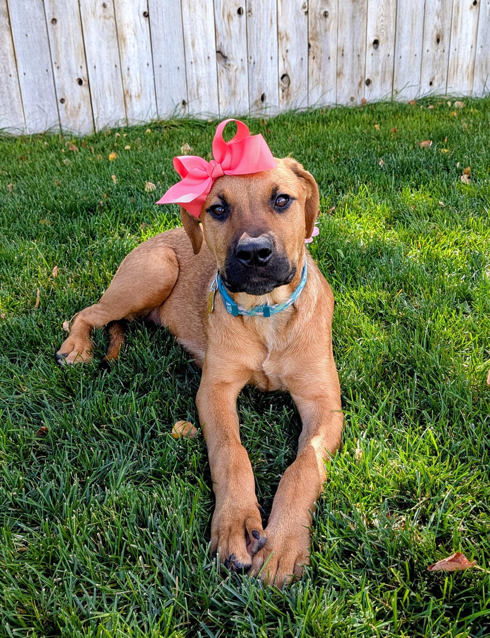 Enlarge Artie Marie, a Adoptable mixed breed in Salt Lake City, UT image 3/3