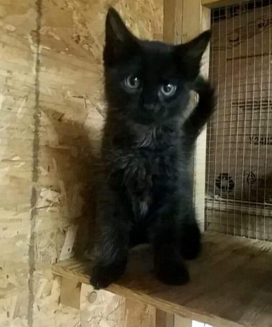 Bear, Adopted, Adult Male Domestic Short Hair.