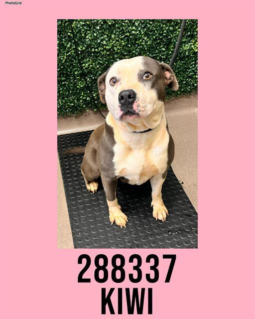 KIWI, Adoptable, Adult Female Mixed Breed.