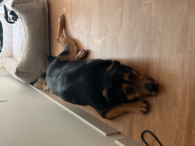 Enlarge Connor, a Adopted mixed breed in Portland, OR image 1/6