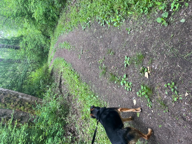 Enlarge Connor, a Adopted mixed breed in Portland, OR image 2/6