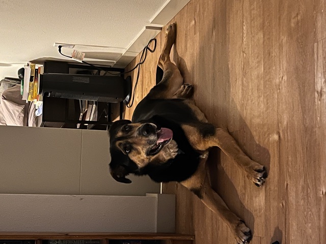 Enlarge Connor, a Adopted mixed breed in Portland, OR image 3/6