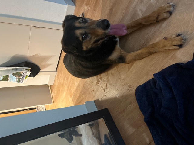 Enlarge Connor, a Adopted mixed breed in Portland, OR image 4/6