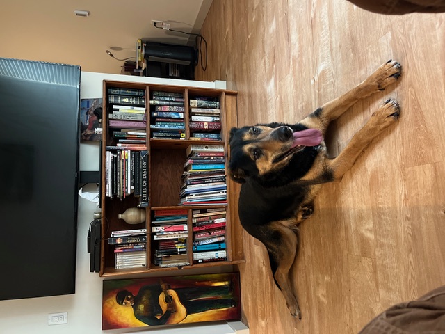 Enlarge Connor, a Adopted mixed breed in Portland, OR image 5/6