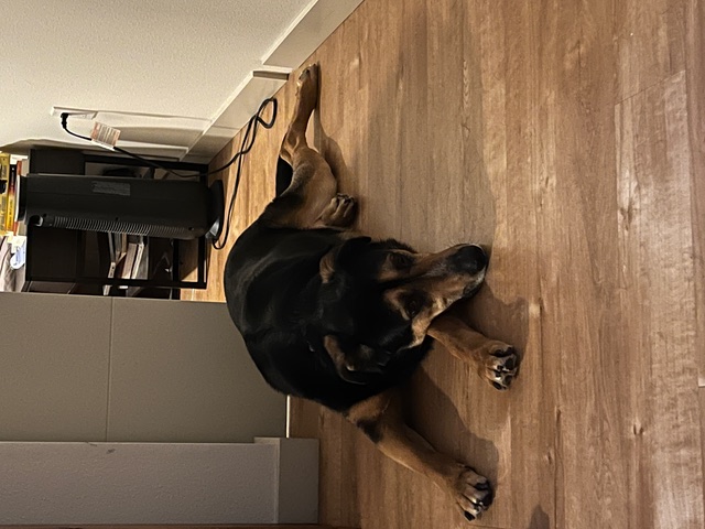 Enlarge Connor, a Adopted mixed breed in Portland, OR image 6/6