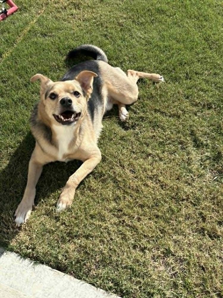 Enlarge Jax, a Adoptable mixed breed in Gillsville, GA image 2/4
